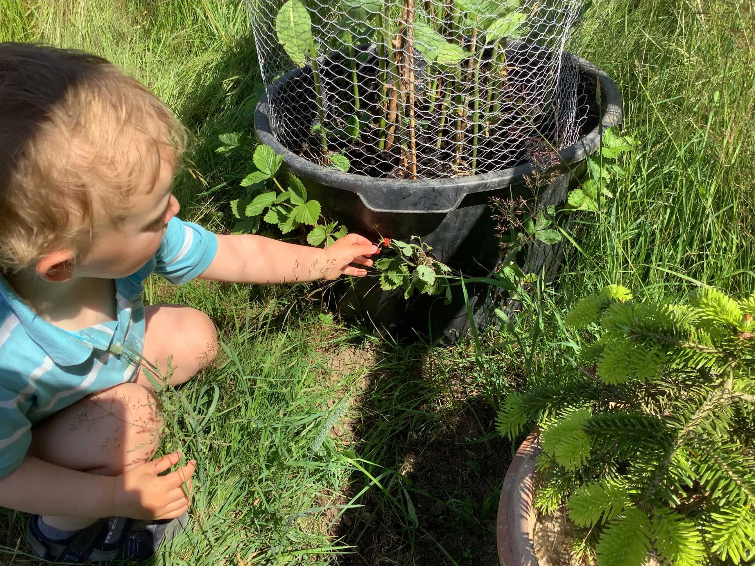 Skovjordbær i plantekasse i Børnehuset Bjerregrav